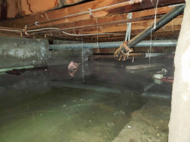 Best Flood restoration services  in Pelican Marsh, FL