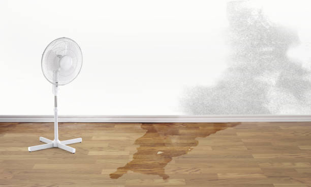 Best Water damage restoration near me  in Pelican Marsh, FL